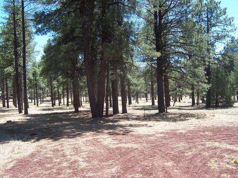 7210 E Long Bow Dr, Williams, AZ 86046 photo 6