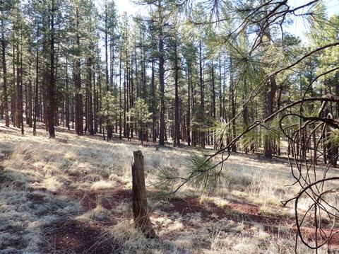 7428 E Long Bow Dr, Williams, AZ 86046 photo 2