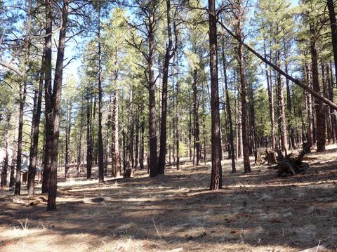 7428 E Long Bow Dr, Williams, AZ 86046 photo 5