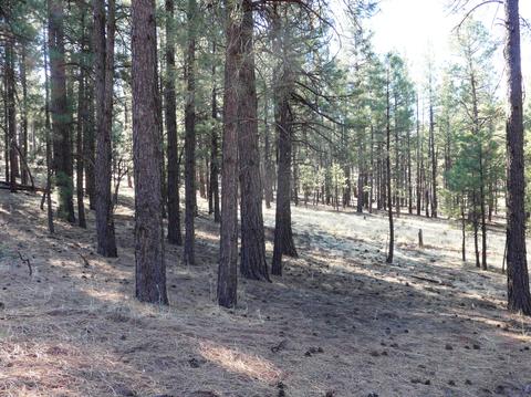 7428 E Long Bow Dr, Williams, AZ 86046 photo 4