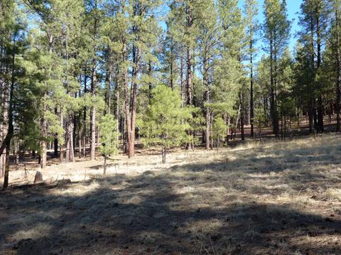7428 E Long Bow Dr, Williams, AZ 86046 photo 3