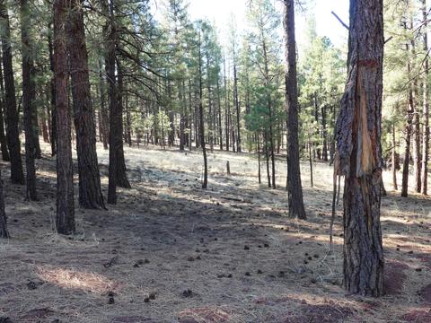 7428 E Long Bow Dr, Williams, AZ 86046 photo 7
