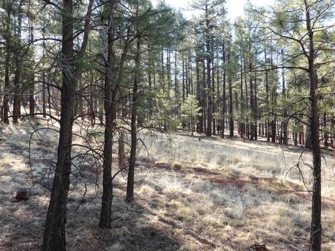 7428 E Long Bow Dr, Williams, AZ 86046 photo 6