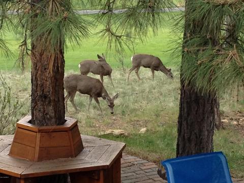 5400 E Mount Pleasant Dr, Flagstaff, AZ 86004 photo 20