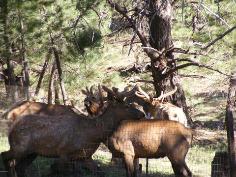 3092 Mesa Trl, Flagstaff, AZ 86005 photo 13