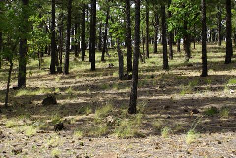 4755 S Snaffle Bit, Flagstaff, AZ 86005 photo 2