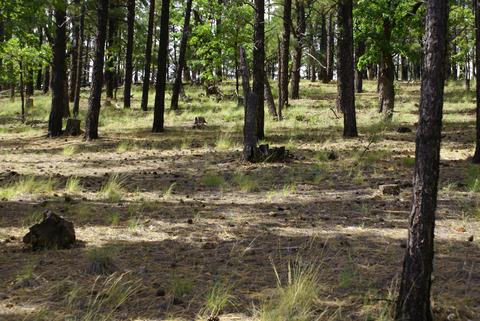 4755 S Snaffle Bit, Flagstaff, AZ 86005 photo 1