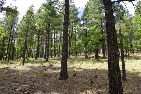 4705 S Snaffle Bit, Flagstaff, AZ 86005 photo 6