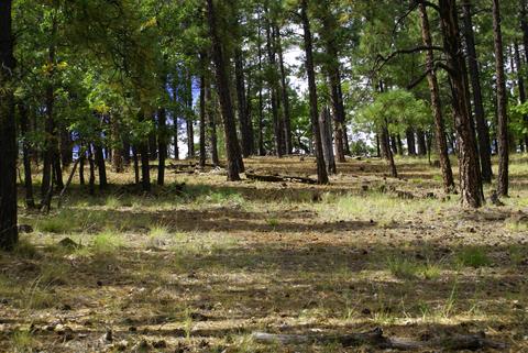 4705 S Snaffle Bit, Flagstaff, AZ 86005 photo 4