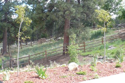 6197 E Olson, Flagstaff, AZ 86004 photo 5