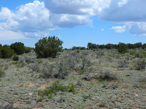 4529 E Ashing Rd, Valle, AZ 86046 photo 4