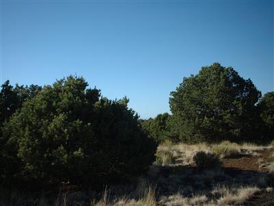 7212 N Apache Ave, Williams, AZ 86046 photo 2