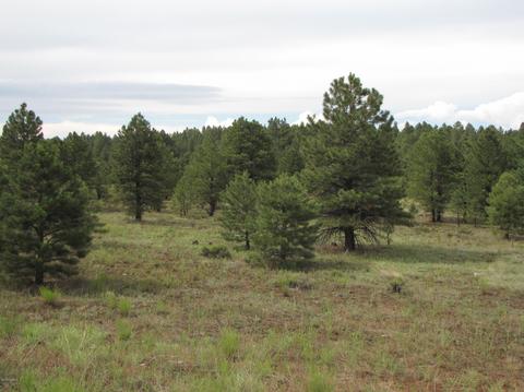 4372 E Deer Farm Rd, Williams, AZ 86046 photo 1
