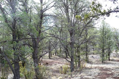 1758 E Spring Vly, Williams, AZ 86046 photo 46