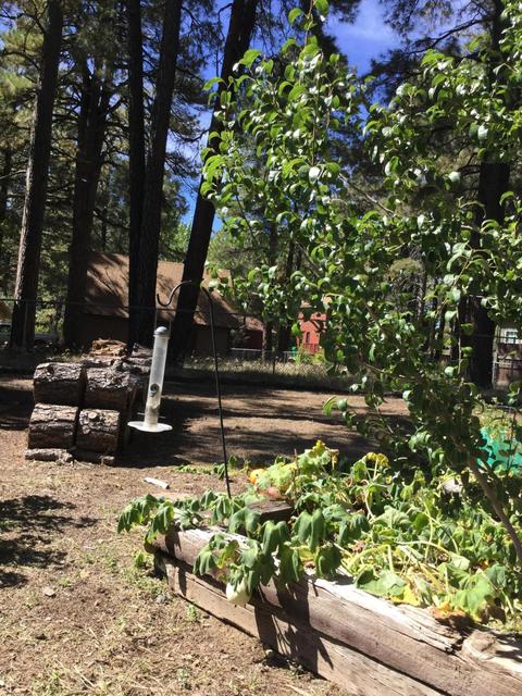 3966 Canyon Loop, Flagstaff, AZ 86005 photo 16