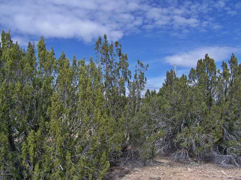 7417 N Apache Ave, Williams, AZ 86046 photo 8