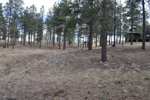 1951 E Bare Oak Loop, Flagstaff, AZ 86005 photo 7