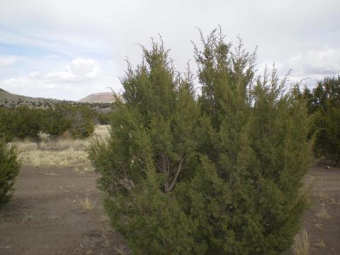 lot7 Sun Leupp Rnch, Flagstaff, AZ 86004 photo 10