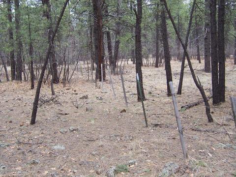 3600 E Pine Top Dr, Williams, AZ 86046 photo 6