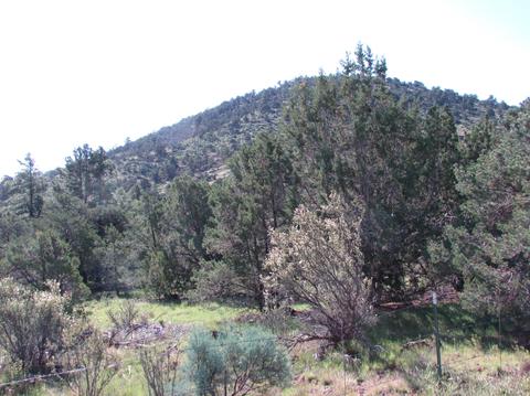 1598 E Spring Valley Rd, Williams, AZ 86046 photo 18