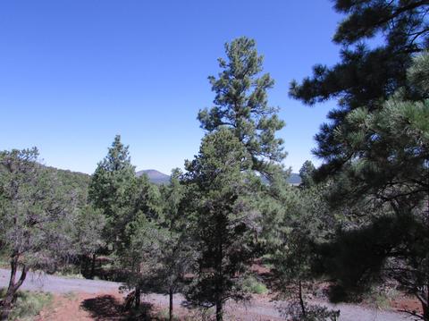 1598 E Spring Valley Rd, Williams, AZ 86046 photo 11