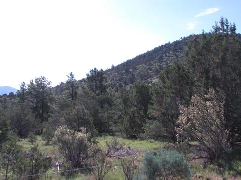 1598 E Spring Valley Rd, Williams, AZ 86046 photo 19