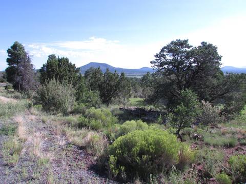 1598 E Spring Valley Rd, Williams, AZ 86046 photo 15