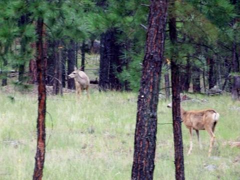 120 E Ski Run Rd, Williams, AZ 86046 photo 53