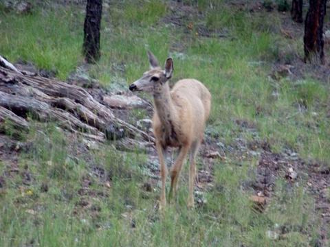 120 E Ski Run Rd, Williams, AZ 86046 photo 52