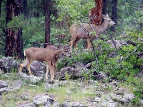 120 E Ski Run Rd, Williams, AZ 86046 photo 54