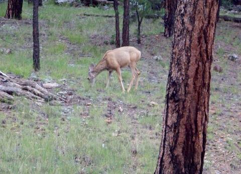 120 E Ski Run Rd, Williams, AZ 86046 photo 51