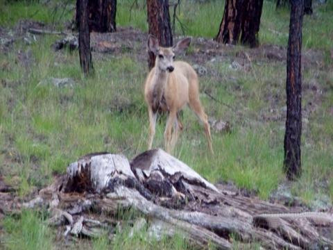 120 E Ski Run Rd, Williams, AZ 86046 photo 49