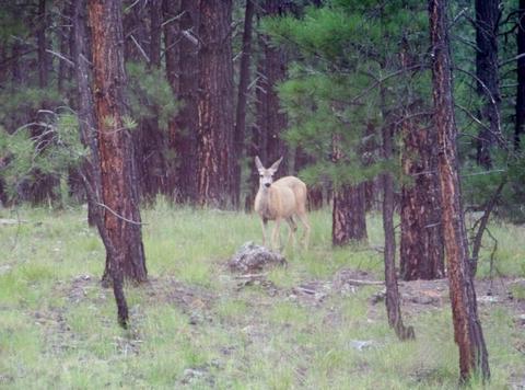 120 E Ski Run Rd, Williams, AZ 86046 photo 48