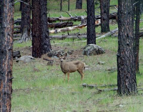 120 E Ski Run Rd, Williams, AZ 86046 photo 46