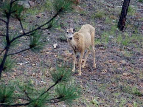 120 E Ski Run Rd, Williams, AZ 86046 photo 50