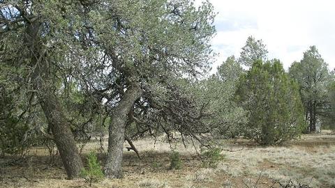 2582 E Spring Valley Rd, Williams, AZ 86046 photo 1