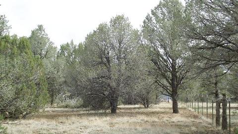 2582 E Spring Valley Rd, Williams, AZ 86046 photo 6