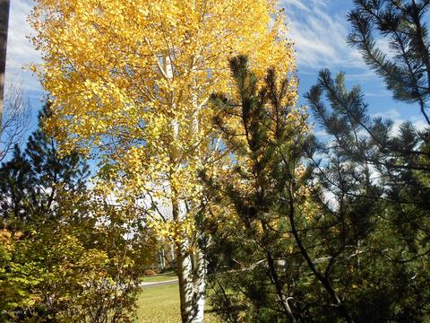 6131 E Laurel Loop, Flagstaff, AZ 86004 photo 16