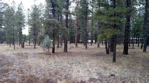 3829 E Pine Cone Dr, Williams, AZ 86046 photo 3