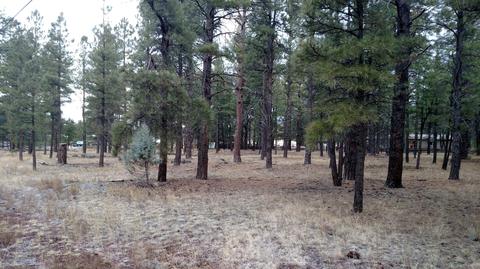 3829 E Pine Cone Dr, Williams, AZ 86046 photo 4