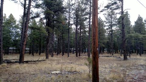 3829 E Pine Cone Dr, Williams, AZ 86046 photo 2