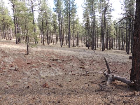 7454 E Long Bow Dr, Williams, AZ 86046 photo 2