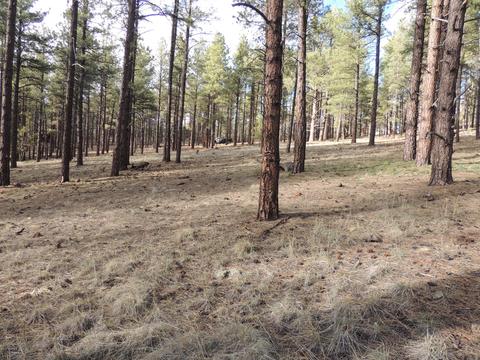 7454 E Long Bow Dr, Williams, AZ 86046 photo 3