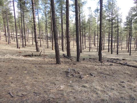 7454 E Long Bow Dr, Williams, AZ 86046 photo 4