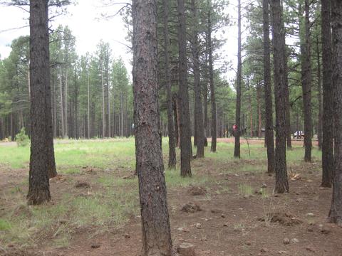 12797 E Crossbow Rd, Parks, AZ 86018 photo 10