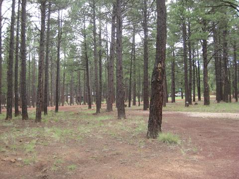 12797 E Crossbow Rd, Parks, AZ 86018 photo 8