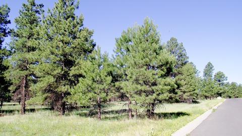 2687 Lazy E Rd, Williams, AZ 86046 photo 8