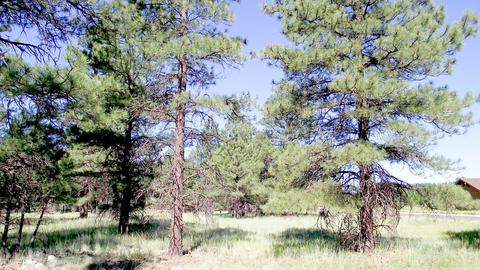 2687 Lazy E Rd, Williams, AZ 86046 photo 7