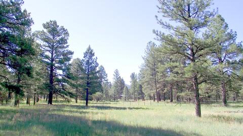 2687 Lazy E Rd, Williams, AZ 86046 photo 4
