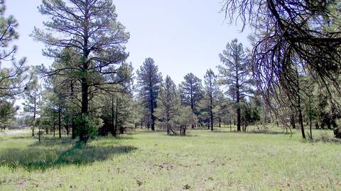 2693 Lazy E Rd, Williams, AZ 86046 photo 6